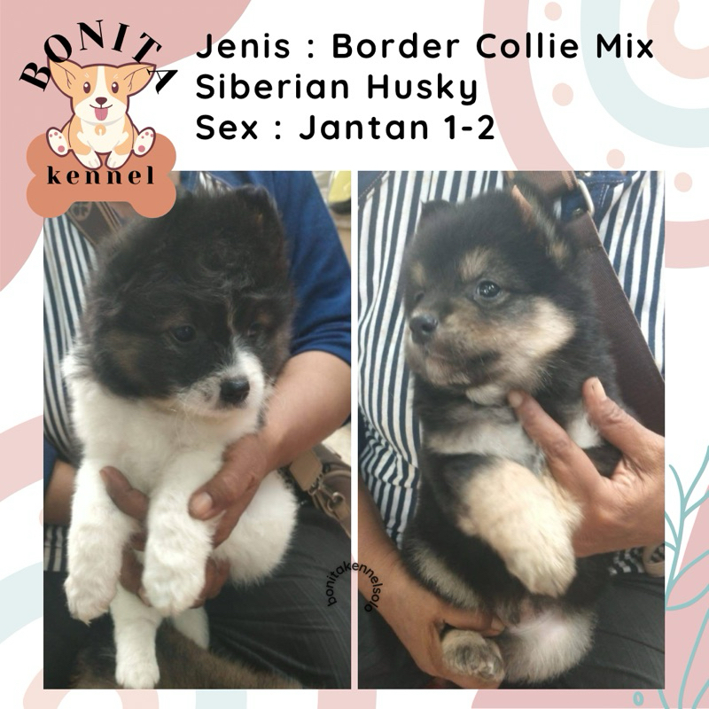 Border Collie Mix Siberian Husky Anjing Border Collie Husky Jantan Betina