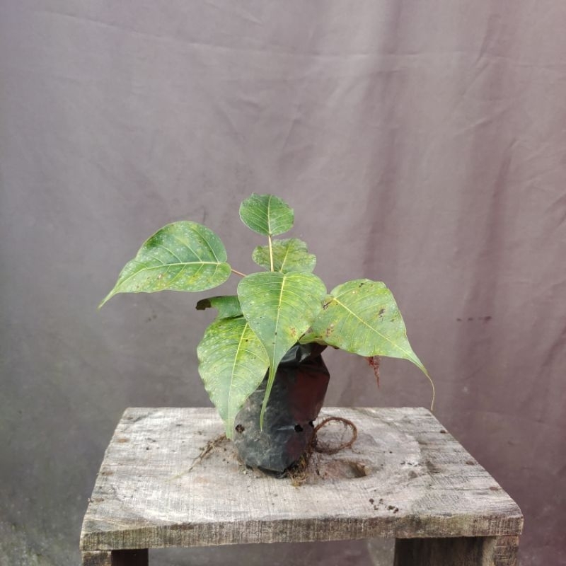 Ficus Religiosa / Ficus Bodhi / Bibit Bonsai