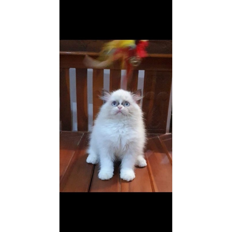 Kitten Ragdoll