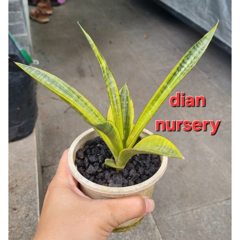 tanaman hias sansevieria cordova variegata