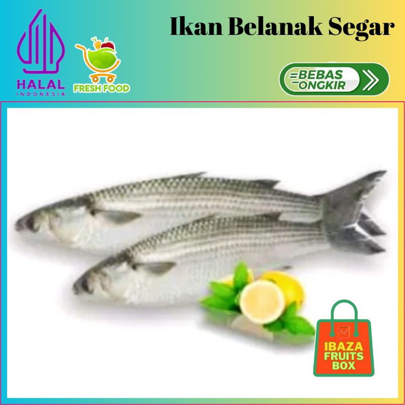 

IBAZA fruitsBOX Seafood Ikan Air Laut - Ikan Belanak Segar
