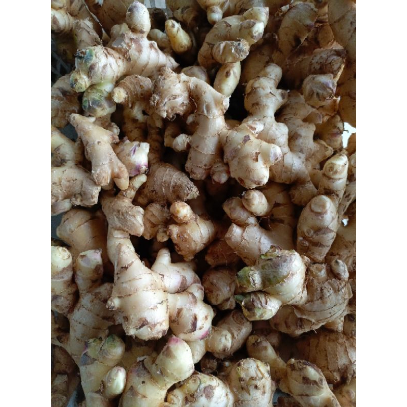 

kencur rempah bumbu masakan tradisional 250.gram