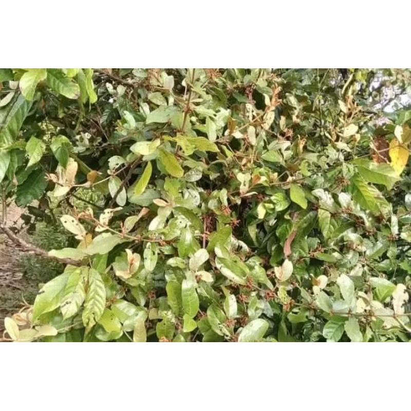 

Benalu Kopi Kering 100 gr
