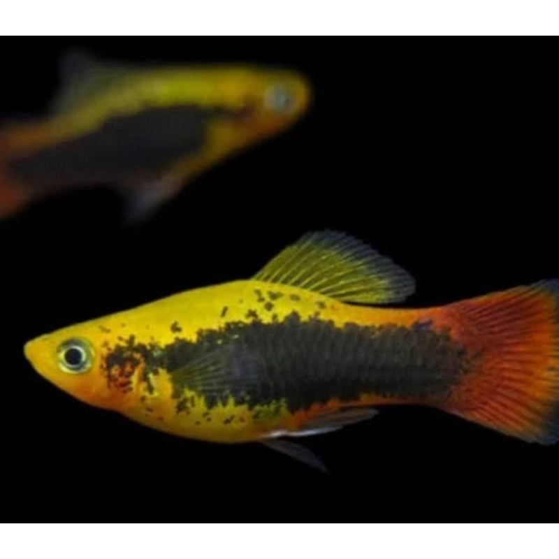 HIASAN AQUARIUM / PLATY CENDRAWASIH UKURAN 4 CM