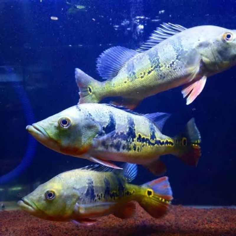 Pbass Blue Azul size 10-11cm realsize bergaransi COD hiasan aquarium termurah