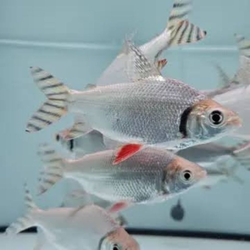YFF Yellow Fei Feng Size 12-13cm realize bergaransi COD hiasan aquarium termurah