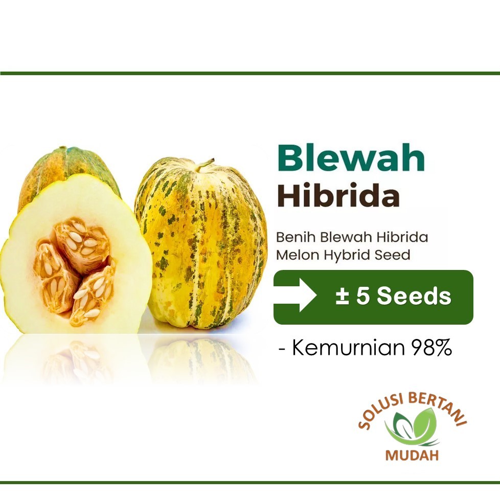 Benih Buah Blewah Blaster F1 Hibrida