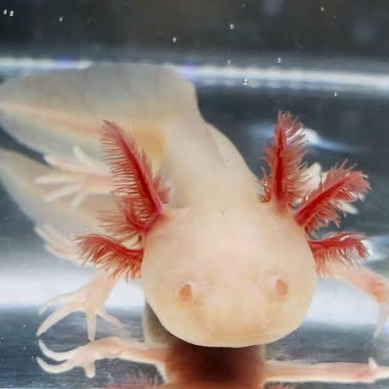 AXOLOTL SALAMANDER ALBINO MATA MERAH