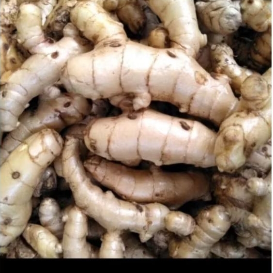 

Kunyit putih ,koneng putih di jual per 1kg Fress 1000 gram