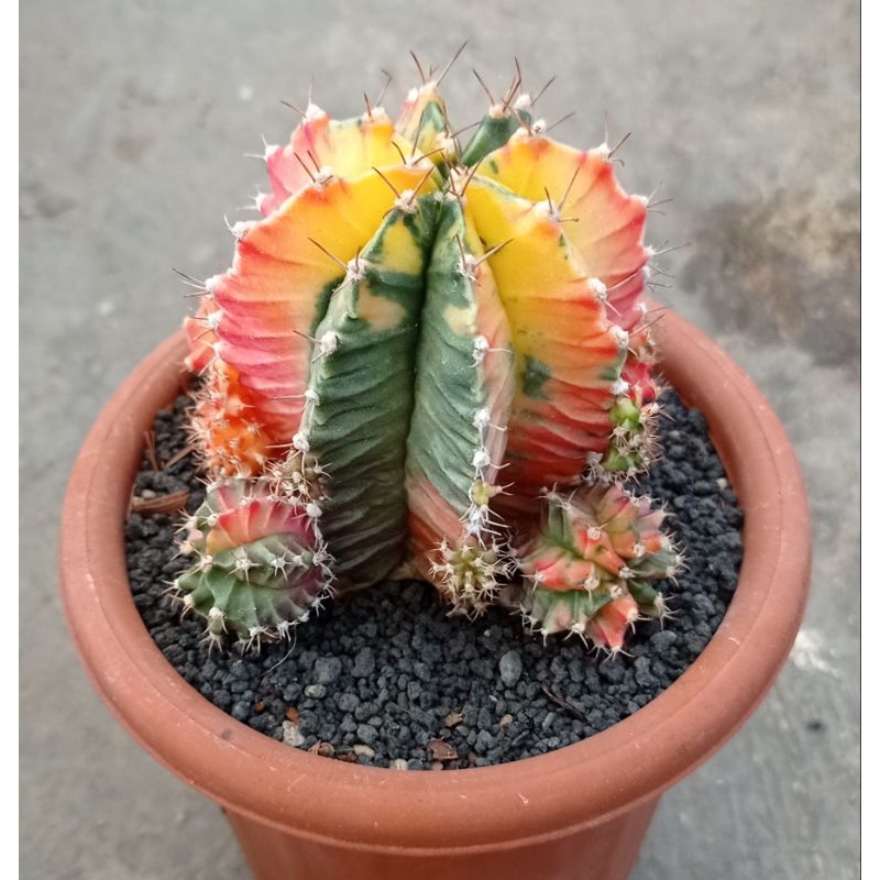 Gymno Miha Hybrid Varigata