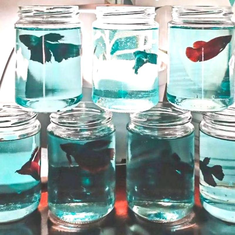 SOLITER KACA/SOLITER AKUARIUM BOTOL IKAN CUPANG