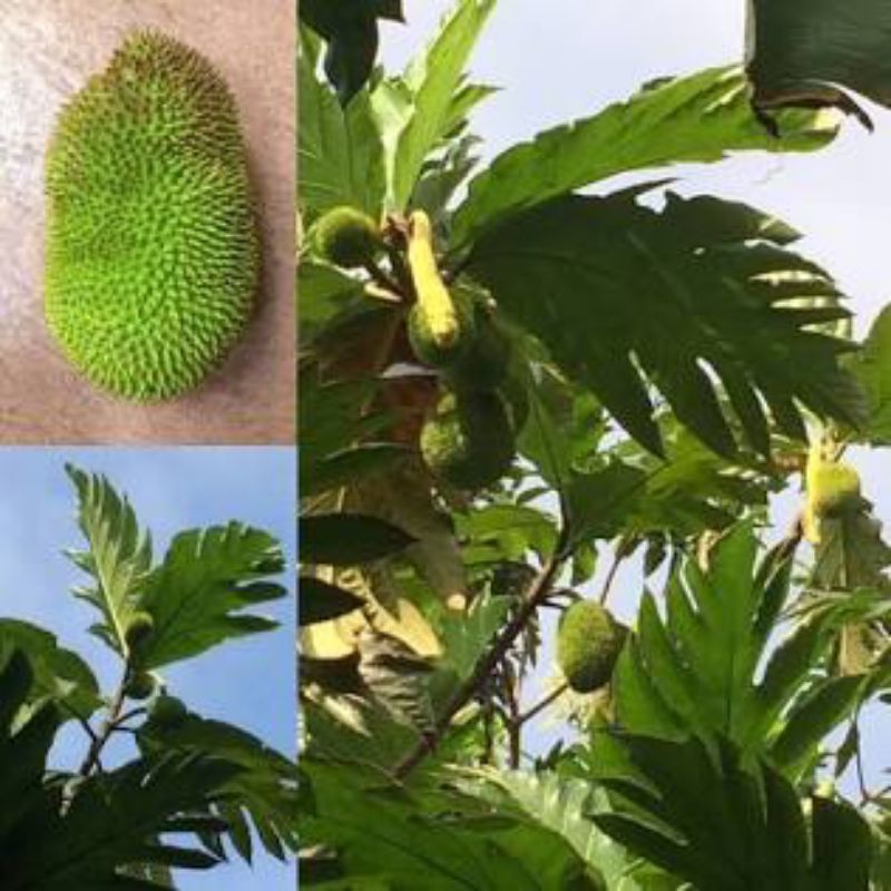 

buah kelewih per 15 lembar