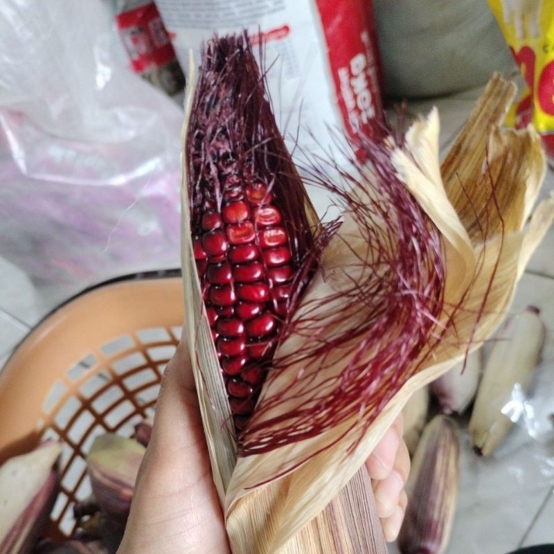 

JAGUNG KETAN 1kg ENAK PULEN LANGSUNG PETANI. FRESH!