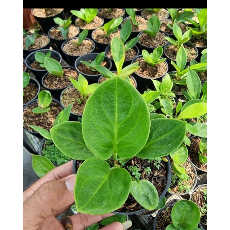 anthurium mangkok rasputin original