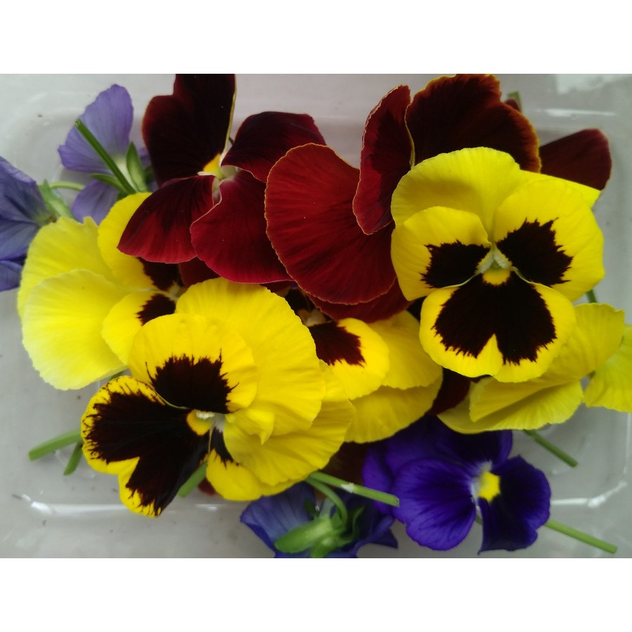 

EDIBLE FLOWER - PANSY