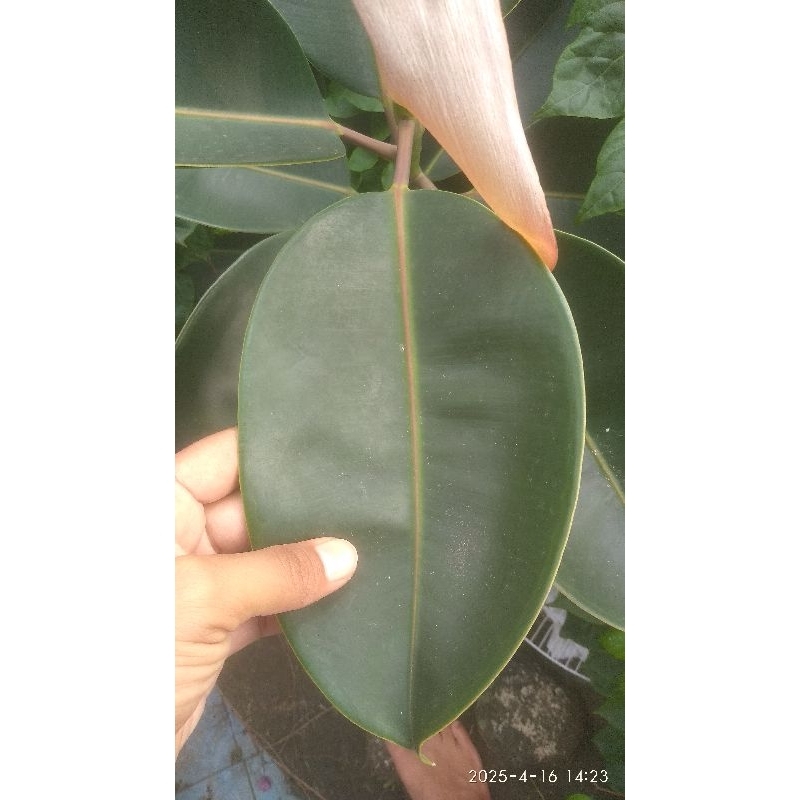 

Daun karet kebo besar