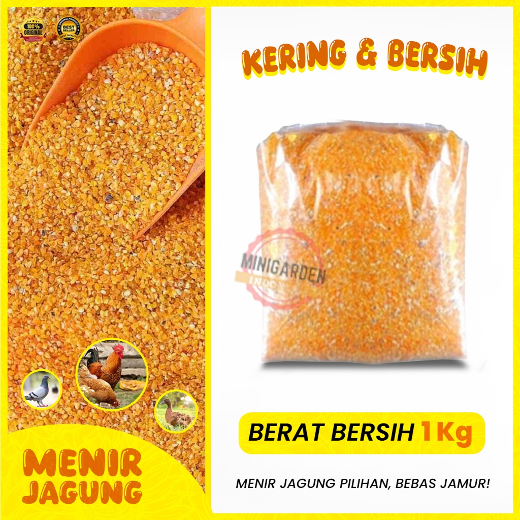 MENIR JAGUNG beras jagung pakan burung ayam unggas jagung giling oven kering