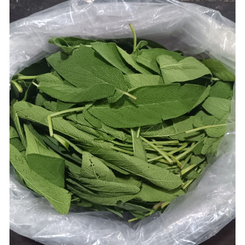 

daun sage 1pack 25gr