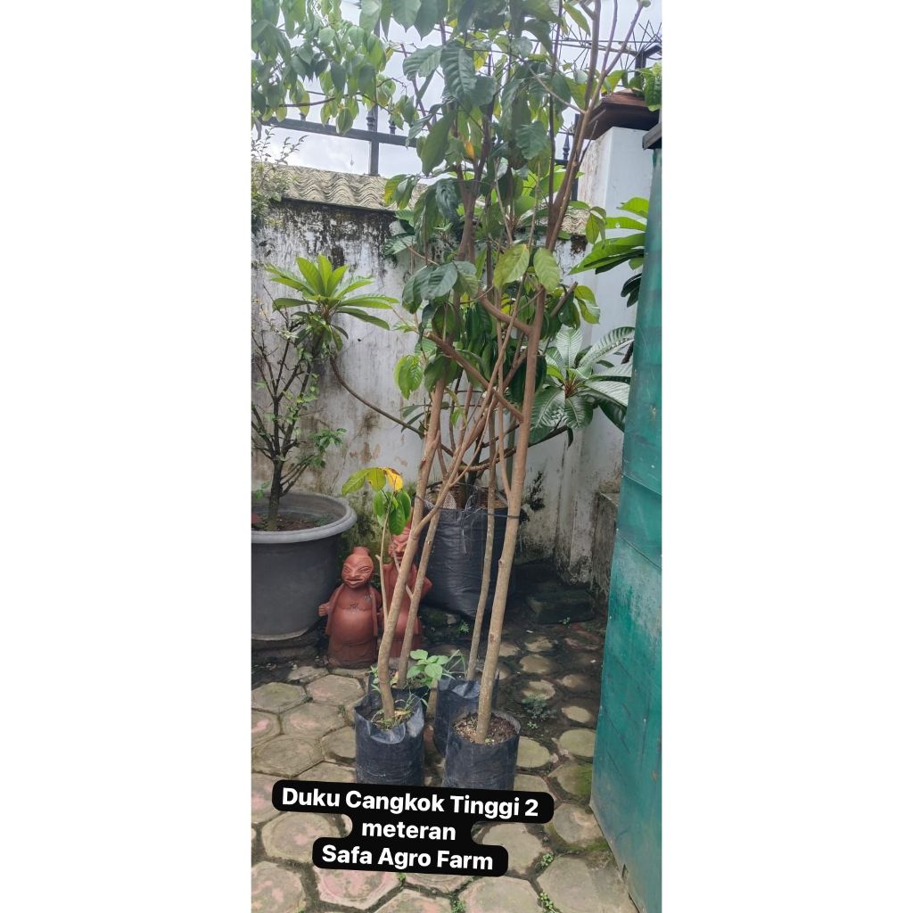 Duku Cangkok Tinggi 2 Meter up Safa Agro Farm
