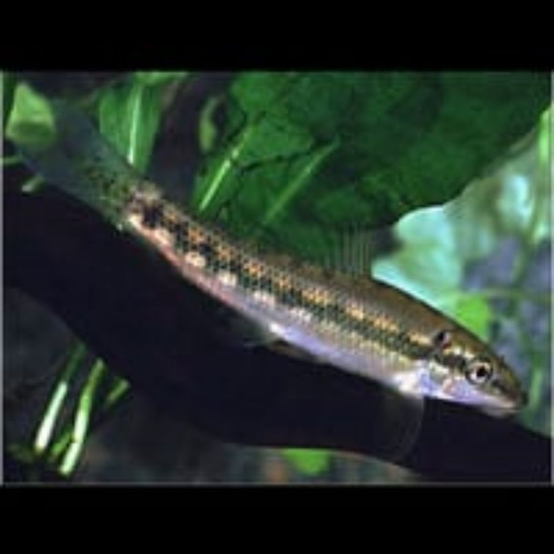 Cae black algaeter / ikan hias / pembersih alga