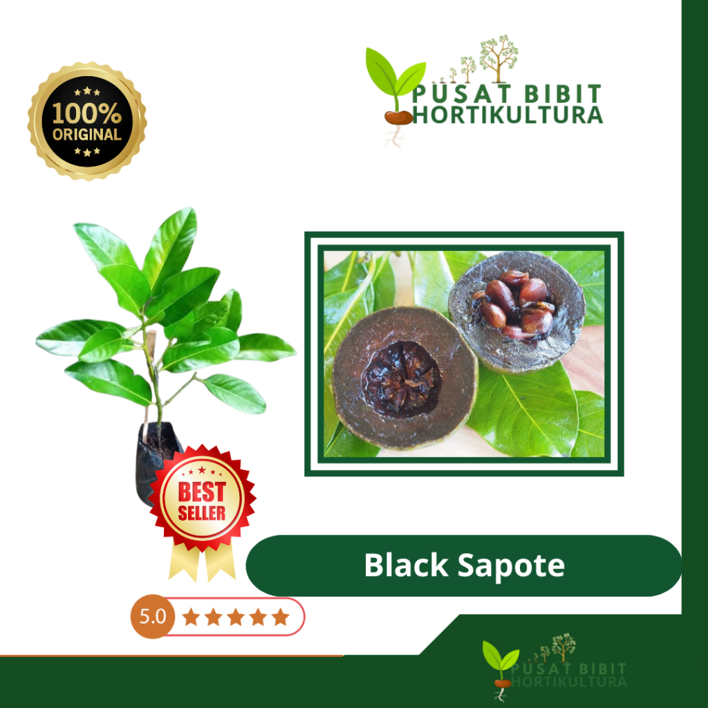 Bibit Black Sapote Varietas Unggul Cangkok Tabulapot Original Pusat Bibit Hortikultura