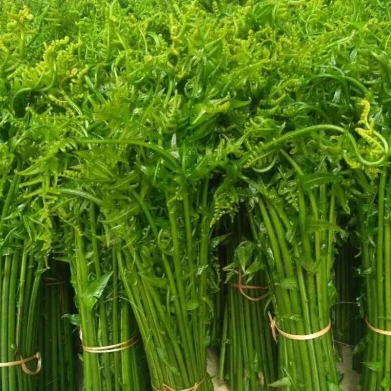 

pakis sayur segar 500 grm
