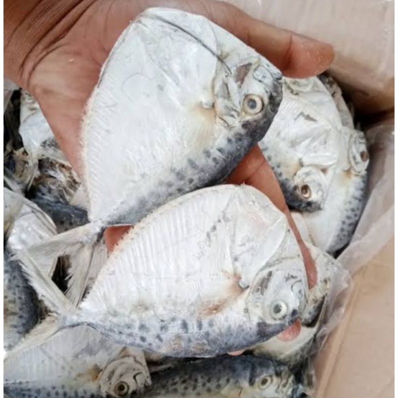 

ikan asin petek semar 1kg+ Best seller