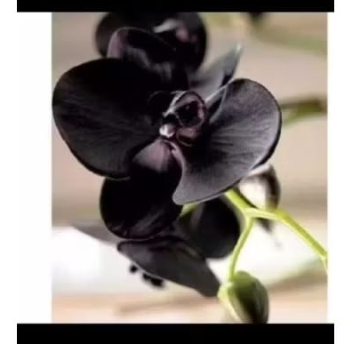 seedling anggrek dendrobium hitam papua