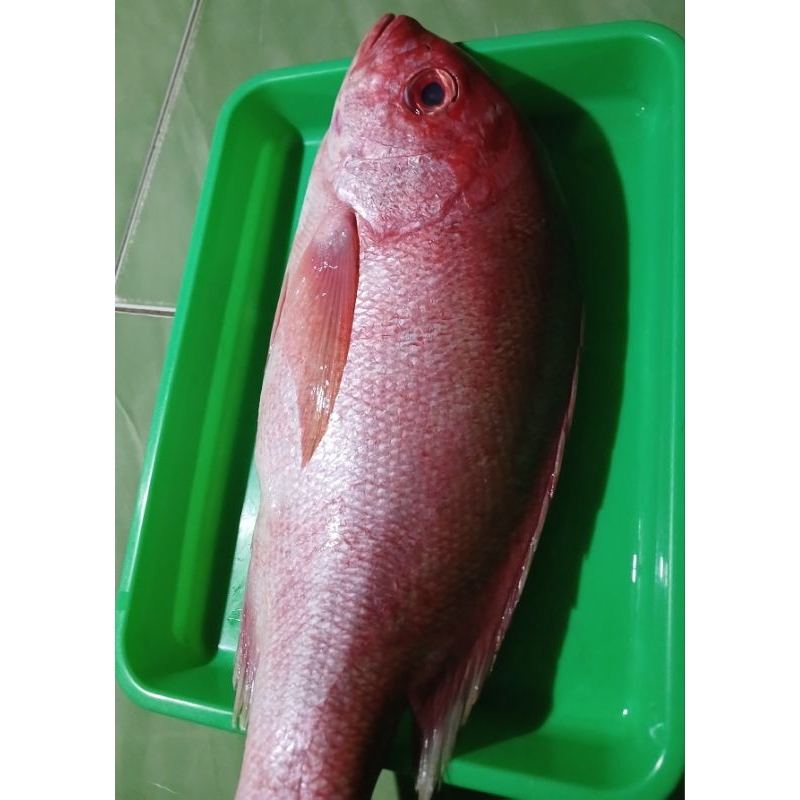 

Kakap merah seger d jual / 500gr ya kak