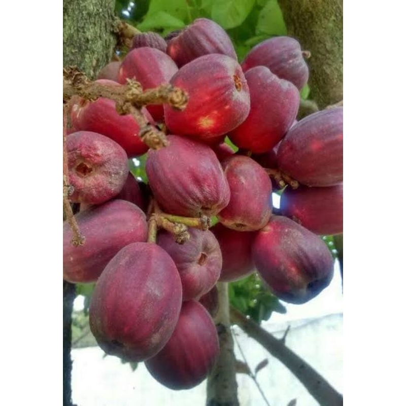 tanaman langka jambu irian bira guava papua
