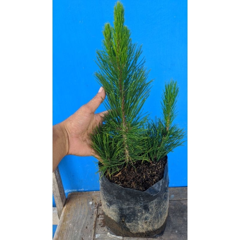 tanaman bahan bonsai Japanese black pine ( pinus hitam )