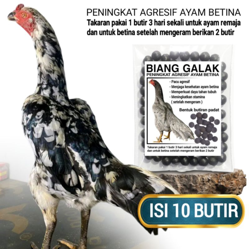 Vitamin Ayam Betina