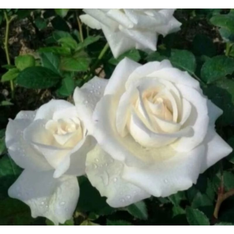 Mawar putih 1 tangkai