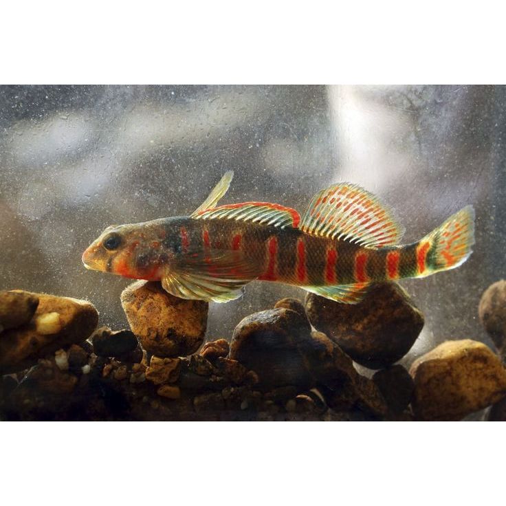 Ikan Rainbow Darter