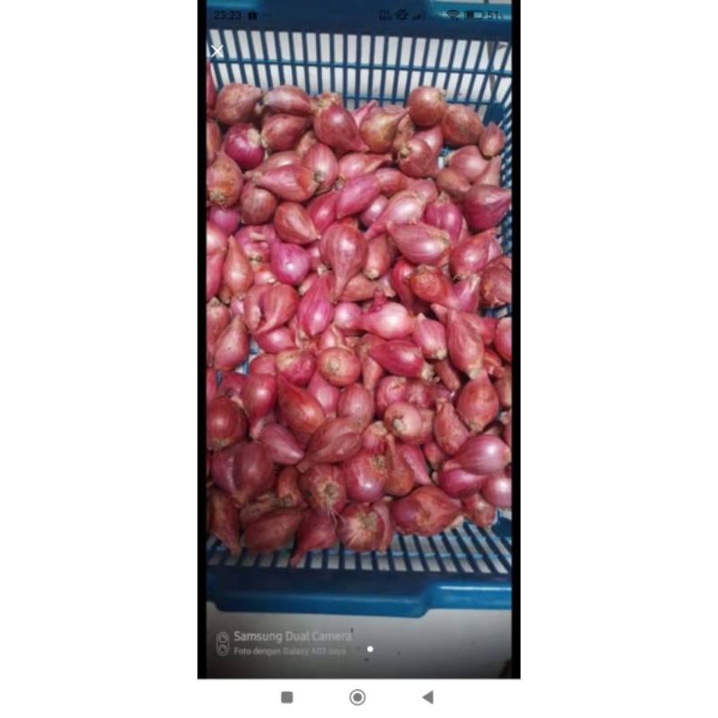 

BAWANG MERAH BREBES TANGGUNG KERING