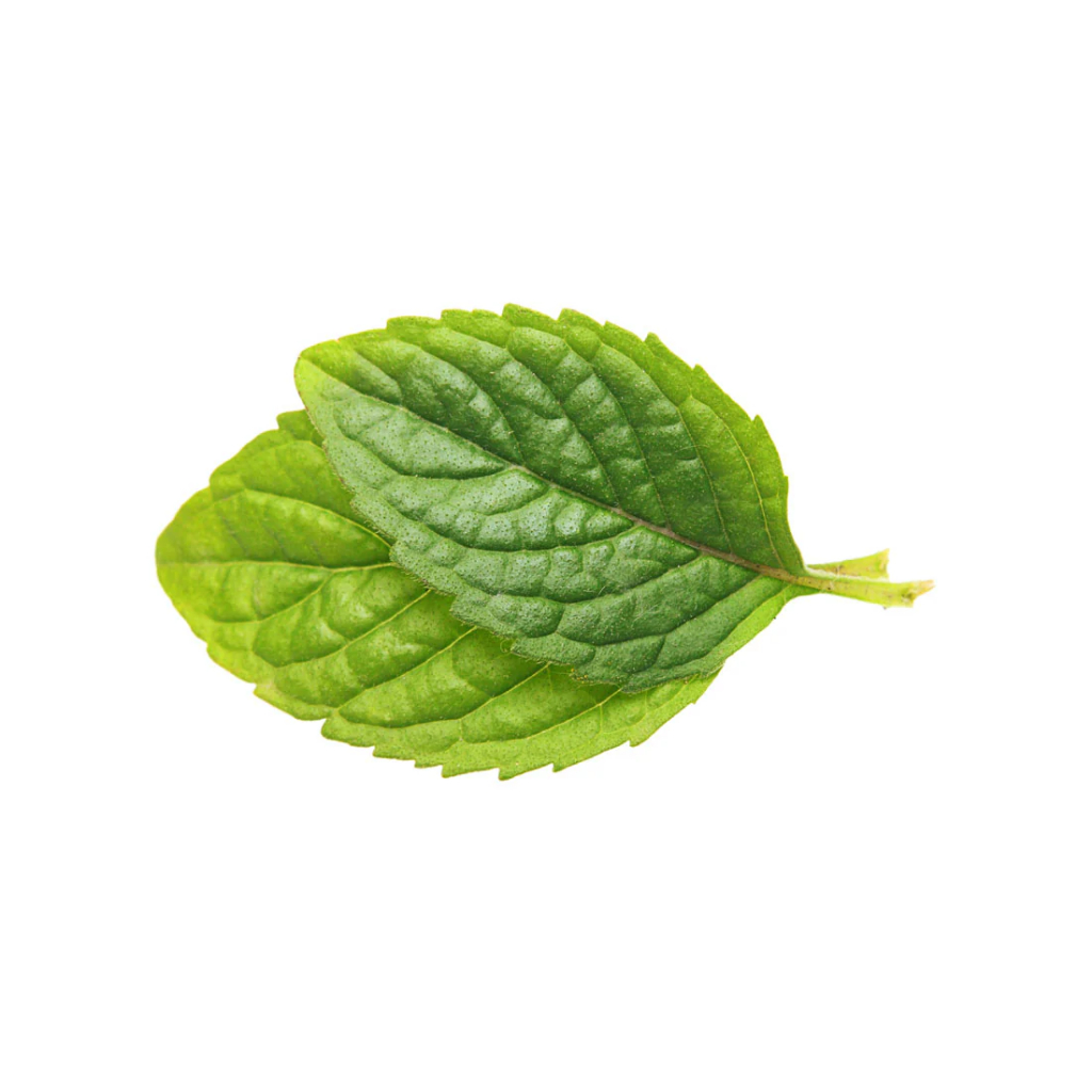 Capella Spearmint Essence perasa