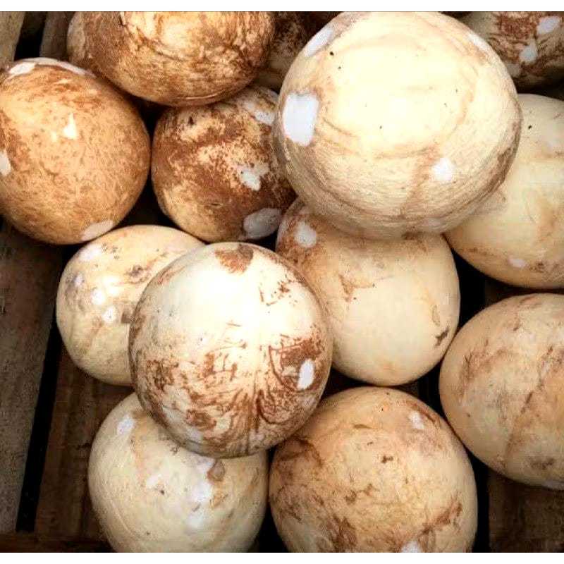 

Kelapa Tua Sudah di Kupas