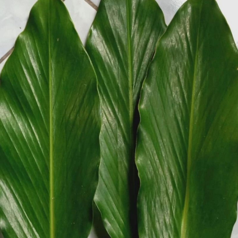 

Daun kapulaga segar murah herbal/500gram
