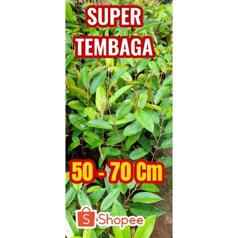 BIBIT DURIAN SUPER TEMBAGA ASLI BANGKA