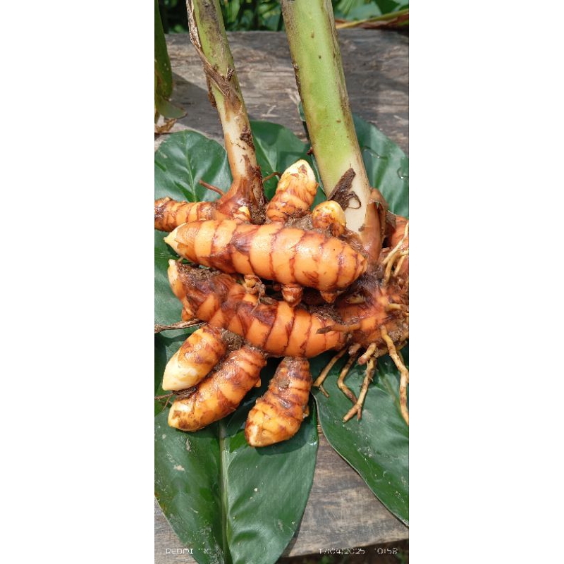 

kunyit segar murah herbal bumbu masak 500g