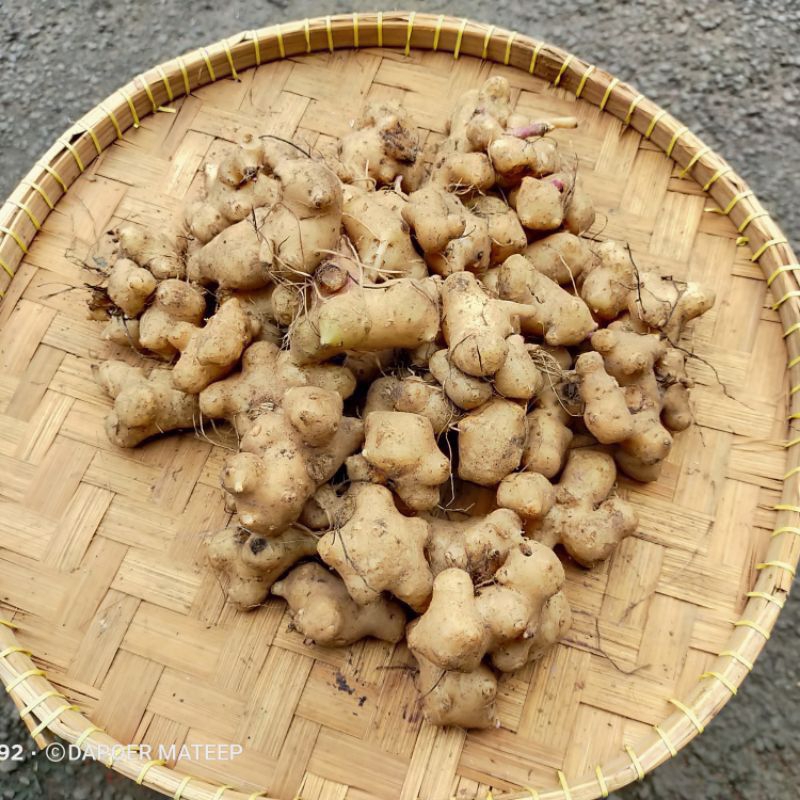 

Umbi Dewa / Umbi dewa 1kg / umbi samsit / herbal / darah tinggi / penyembuh luka