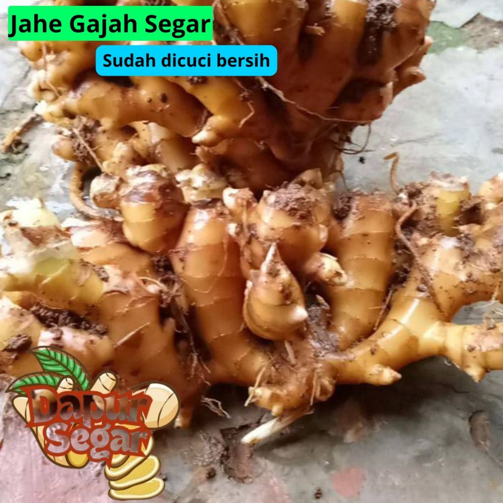 

JAHE GAJAH Cuci Bersih 1kg / JAHE PUTIH SEGAR/ JAHE JUMBO / JAHE PUTIH / JAHE BUMBU MASAK/ JAHE SAYUR