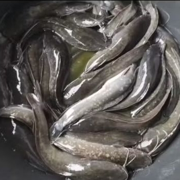 

ikan lele segar 1kg