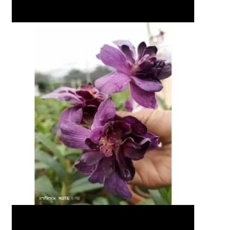 ANGGREK DENDROBIUM MAWAR UNGU