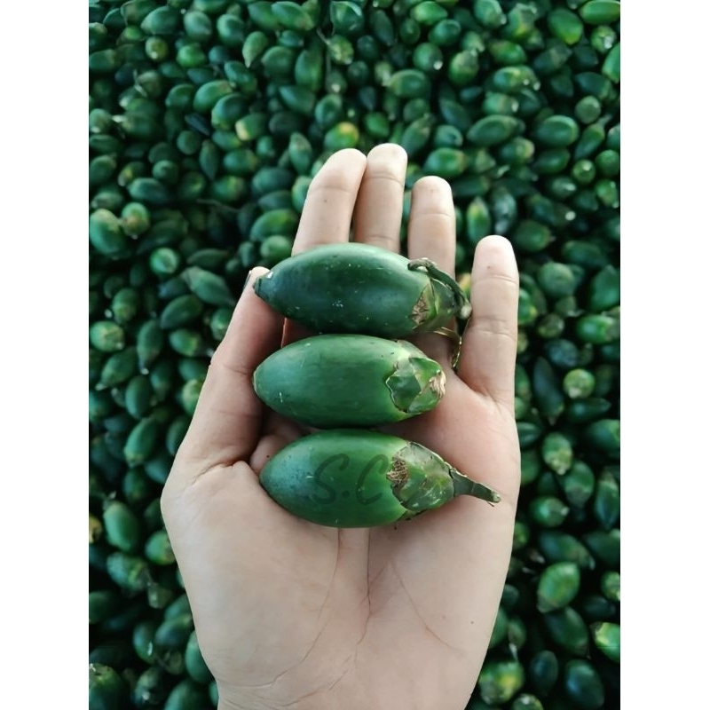 

Buah pinang muda fresh segar 500g-1000g