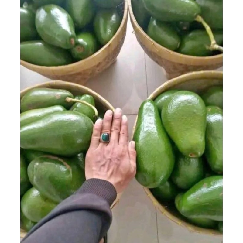 

alpukat aligator asli lereng muria, isi 2-3 fresh , buah segar