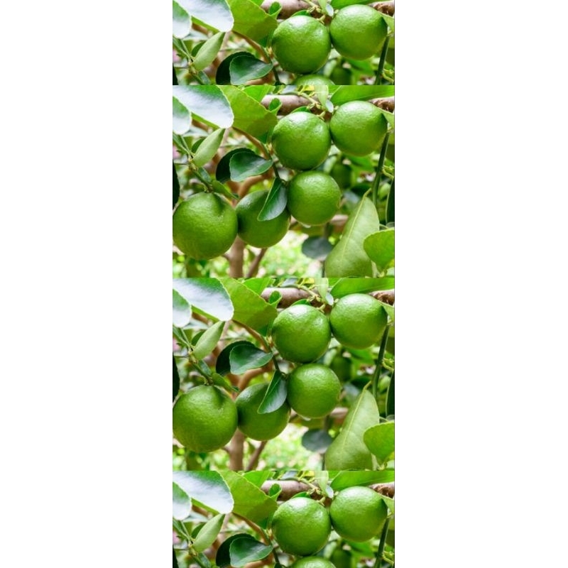 

Jeruk nipis/jeruk pecel