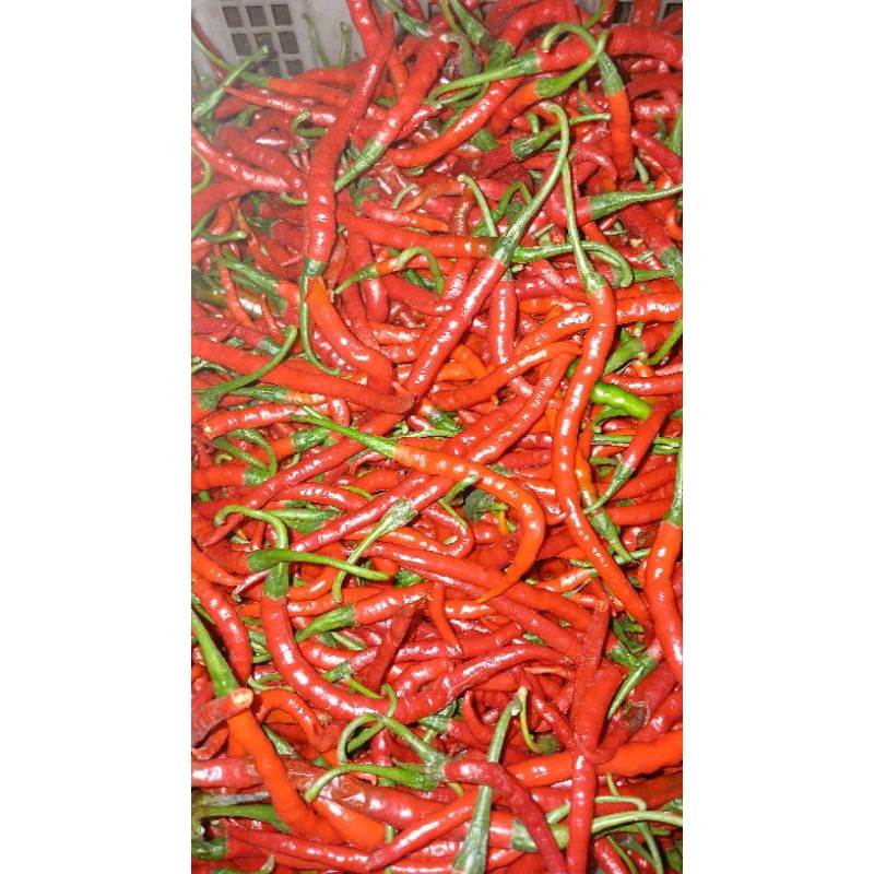 

cabai kriting merah 1kg