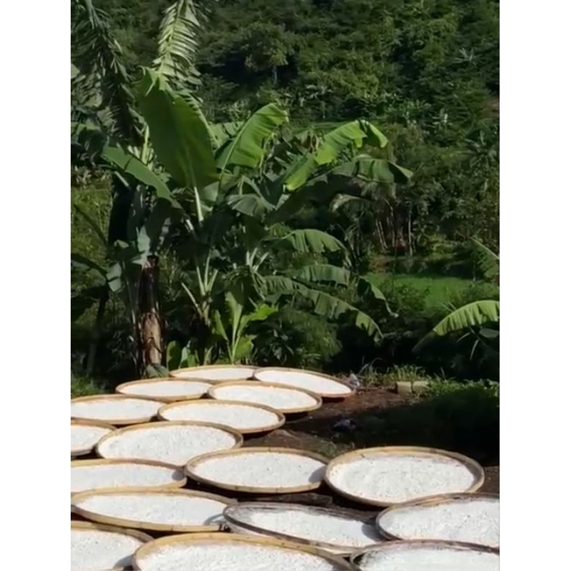 

TEPUNG ACI KAUNG POHON AREN