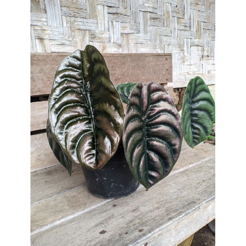 Alocasia Cuprea